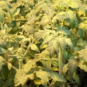 Mortgage Lifter Tomato Live Plant - 4 Pack, 6-10 in Tall - Heirloom, Indeterminate - Image 1