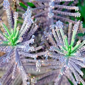 Mother of Millions Seeds - Kalanchoe tubiflora Succulent - Drought Tolerant - 25 Seeds - Image 2