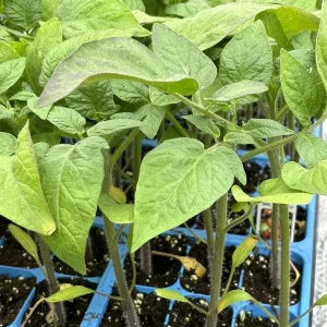 Mr. Stripey Tomato Live Plants - 2 Pack, 6-10 Inches Tall, Heirloom Variety - Image 1