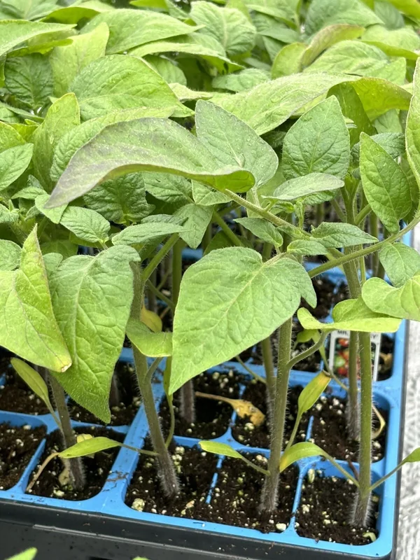 Mr. Stripey Tomato Live Plants - 2 Pack, 6-10 Inches Tall, Heirloom Variety - Image 1