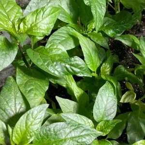Mulato Isleno Hot Pepper Live Plants - 3 Pack, 1000 SHU, Island Chocolate Chili for Garden - Image 2