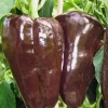 Mulato Isleno Hot Pepper Live Plants - 3 Pack, 1000 SHU, Island Chocolate Chili for Garden - Image 1