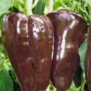 Mulato Isleno Hot Pepper Live Plants - 3 Pack, 1000 SHU, Island Chocolate Chili for Garden - Image 1