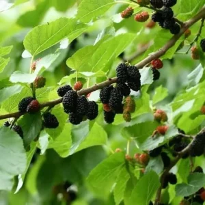 Mulberry Live Plant – 6-8in Tall – 4in Pot – Fruit Tree - Image 2