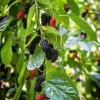 Mulberry Live Plant – 6-8in Tall – 4in Pot – Fruit Tree - Image 1