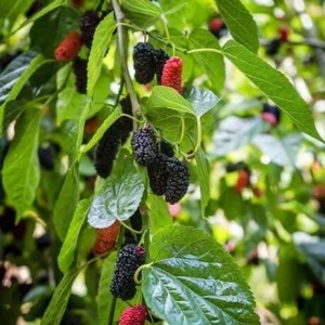 Mulberry Live Plant – 6-8in Tall – 4in Pot – Fruit Tree - Image 1