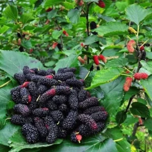 Mulberry Live Plant 8-12in 4in Pot - Fruit Tree for Outdoor Planting - Image 2