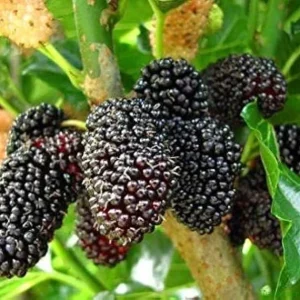 Mulberry Live Plant 8-12in 4in Pot - Fruit Tree for Outdoor Planting - Image 1