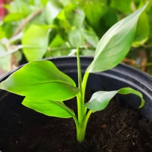 Musa Basjoo Banana Tree - Cold Hardy Live Plant - 4-6 Inch Starter - Outdoor Tropical - Image 2