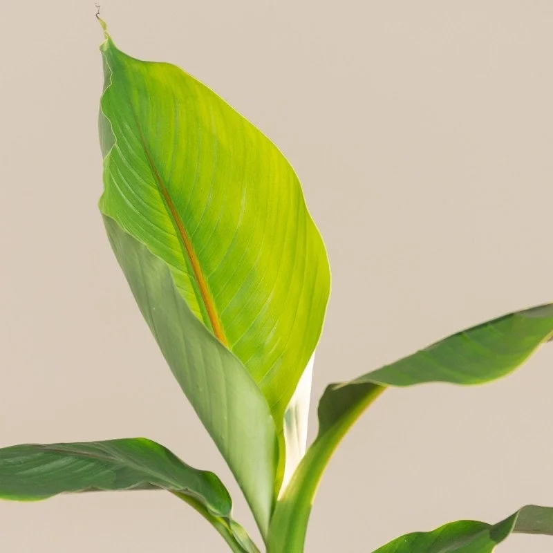 Musa Basjoo Banana Tree - Cold Hardy Live Plant - 4-6 Inch Starter - Outdoor Tropical - Image 3
