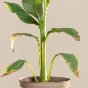 Musa Basjoo Banana Tree - Cold Hardy Live Plant - 4-6 Inch Starter - Outdoor Tropical - Image 4