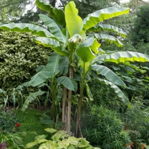 Musa Basjoo Banana Tree - Cold Hardy Live Plant - 4-6 Inch Starter - Outdoor Tropical - Image 5