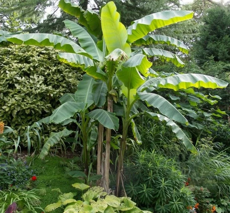 Musa Basjoo Banana Tree - Cold Hardy Live Plant - 4-6 Inch Starter - Outdoor Tropical - Image 5