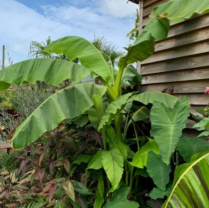 Musa Basjoo Banana Tree - Cold Hardy Live Plant - 4-6 Inch Starter - Outdoor Tropical - Image 6