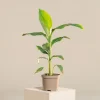 Musa Basjoo Banana Tree - Cold Hardy Live Plant - 4-6 Inch Starter - Outdoor Tropical - Image 1