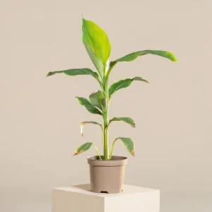 Musa Basjoo Banana Tree - Cold Hardy Live Plant - 4-6 Inch Starter - Outdoor Tropical - Image 1