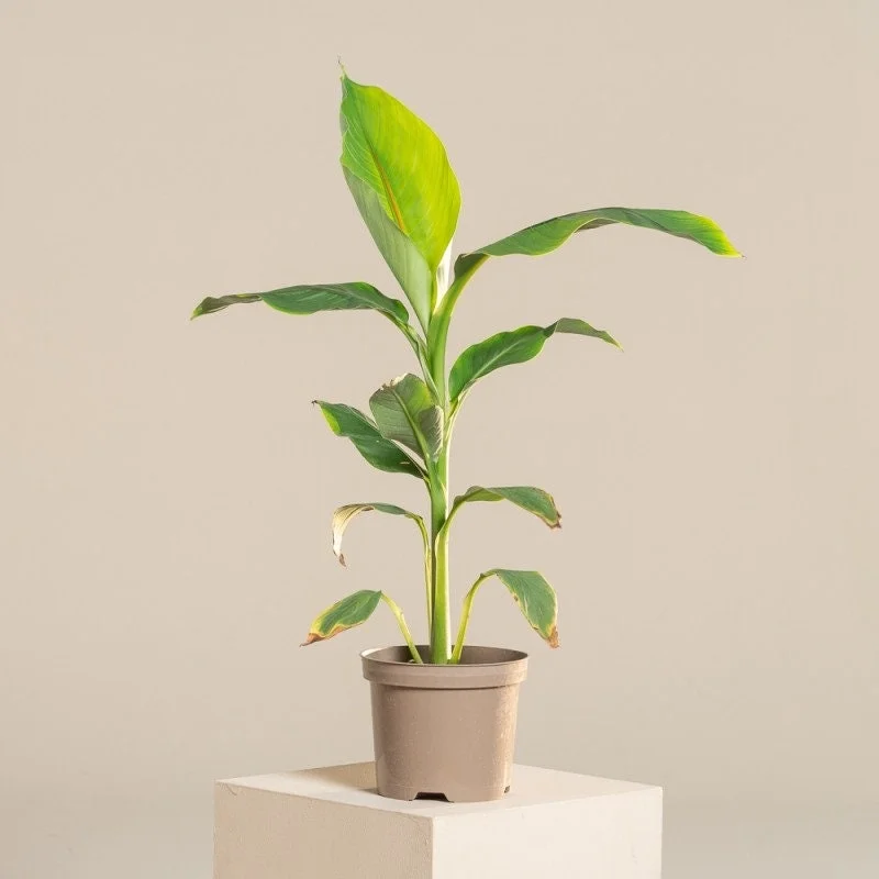Musa Basjoo Banana Tree - Cold Hardy Live Plant - 4-6 Inch Starter - Outdoor Tropical - Image 1