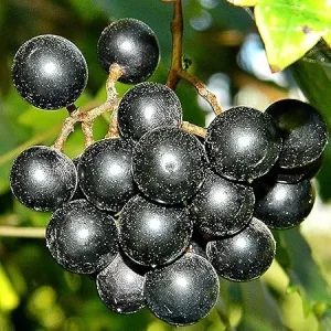 Muscadine Grape Vine Live Plant – 4in Pot – Edible Fruit - Image 2