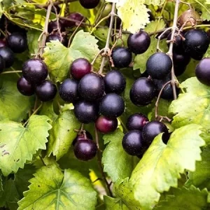 Muscadine Grape Vine Live Plant – 4in Pot – Edible Fruit - Image 1