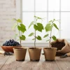 Muscadine Grape Vine Live Starter Plants - 3 Pack, 5-9 Inches Tall, Cold Hardy, Fast-Growing Outdoor Fruit Vine - Image 1