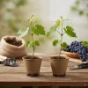 Muscadine Grape Vines - 2 Live Starter Plants, 5-9 Inches Tall, Fast-Growing, Cold-Hardy - Image 1