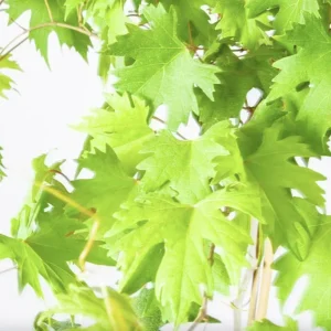 Muscadine Grape Vines - 2 Live Starter Plants, 5-9 Inches Tall, Fast-Growing, Cold-Hardy - Image 5