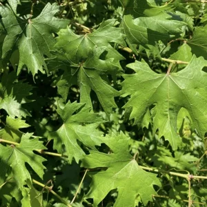 Muscadine Grape Vines - 2 Live Starter Plants, 5-9 Inches Tall, Fast-Growing, Cold-Hardy - Image 6
