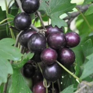 Muscadine Hybrid Grape Vine Live Starter Plant – 5-9 Inches Tall – Cold Hardy - Image 2