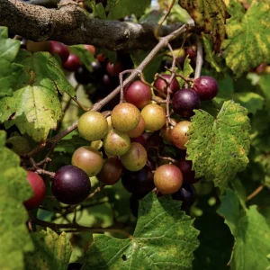 Muscadine Hybrid Grape Vine Live Starter Plant – 5-9 Inches Tall – Cold Hardy - Image 3