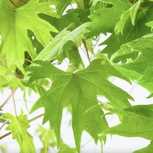 Muscadine Hybrid Grape Vine Live Starter Plant – 5-9 Inches Tall – Cold Hardy - Image 4