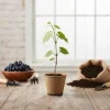 Muscadine Hybrid Grape Vine Live Starter Plant – 5-9 Inches Tall – Cold Hardy - Image 1