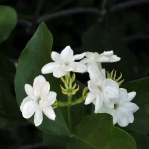 Mysore Mulli Sambac Jasmine Live Plant - Half Gallon Pot - Fragrant Outdoor/Indoor - Image 2