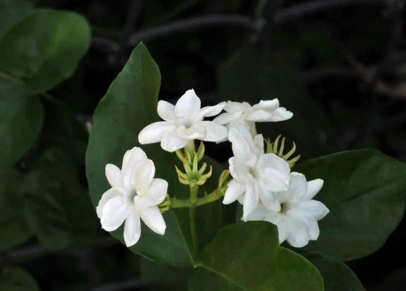 Mysore Mulli Sambac Jasmine Live Plant - Half Gallon Pot - Fragrant Outdoor/Indoor - Image 2