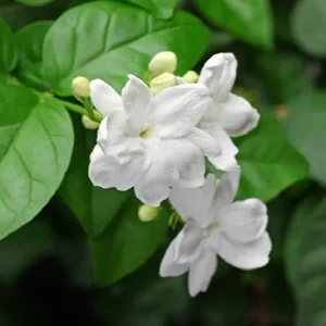 Mysore Mulli Sambac Jasmine Live Plant - Half Gallon Pot - Fragrant Outdoor/Indoor - Image 1