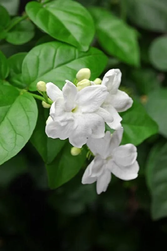 Mysore Mulli Sambac Jasmine Live Plant - Half Gallon Pot - Fragrant Outdoor/Indoor - Image 1