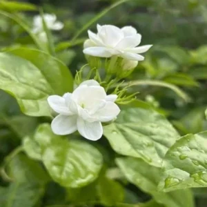 Mysore Mulli Sambac Jasmine Live Plant - Half Gallon Pot - Fragrant Outdoor/Indoor - Image 3
