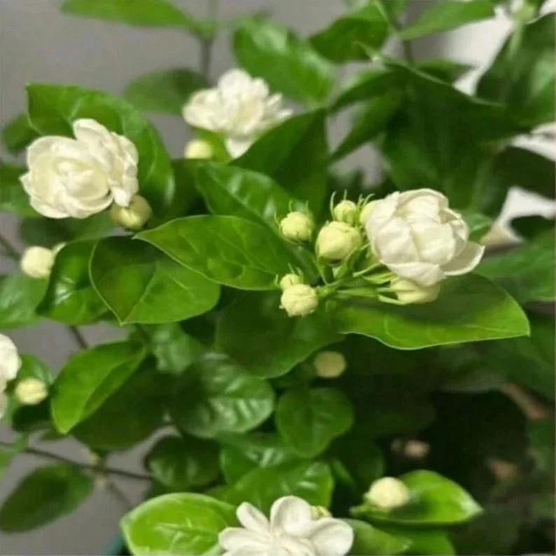 Mysore Mulli Sambac Jasmine Live Plant - Half Gallon Pot - Fragrant Outdoor/Indoor - Image 4
