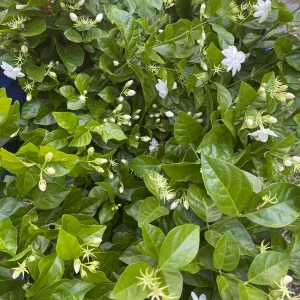 Mysore Mulli Sambac Jasmine Live Plant - Half Gallon Pot - Fragrant Outdoor/Indoor - Image 5