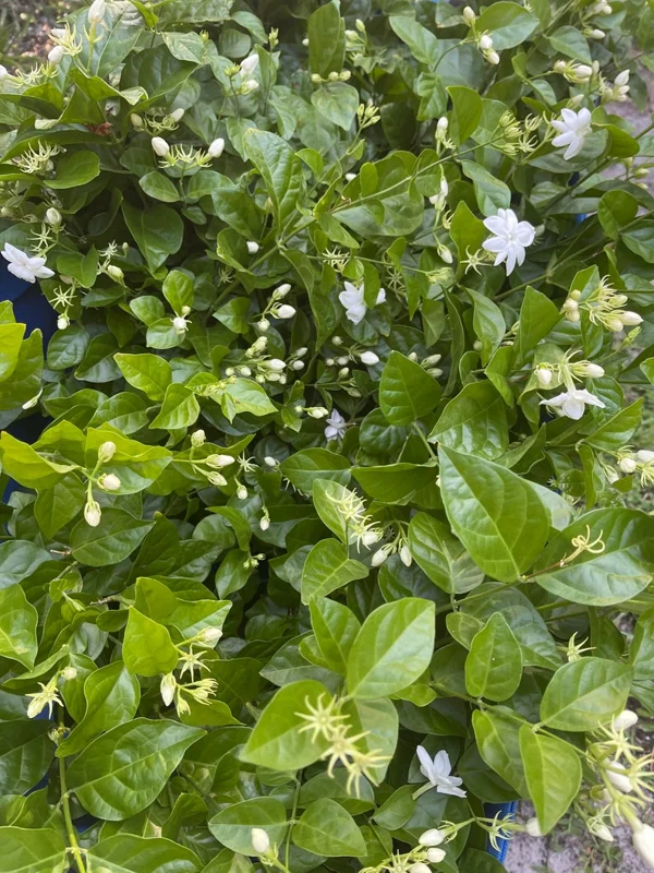 Mysore Mulli Sambac Jasmine Live Plant - Half Gallon Pot - Fragrant Outdoor/Indoor - Image 5