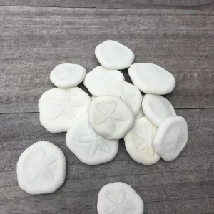 Natural Sand Dollars - Bulk Sea Biscuits for Decor & Crafts (around 1 inch) - Image 2
