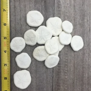 Natural Sand Dollars - Bulk Sea Biscuits for Decor & Crafts (around 1 inch) - Image 3