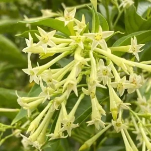 Night Blooming Jasmine Live Plant – 1 Gallon Pot – Fragrant Outdoor Shrub - Image 2
