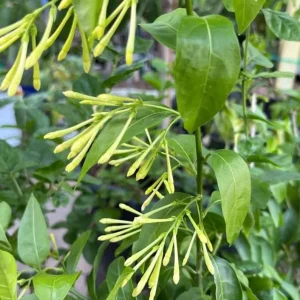 Night Blooming Jasmine Live Plant – 1 Gallon Pot – Fragrant Outdoor Shrub - Image 1