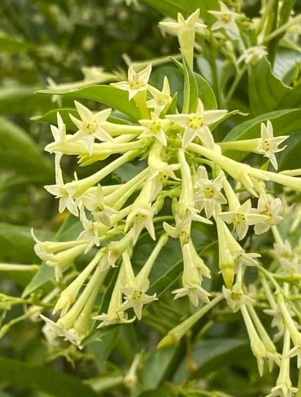 Night Blooming Jasmine Live Plant 22-26 inch - 1 Gallon Pot - Image 3