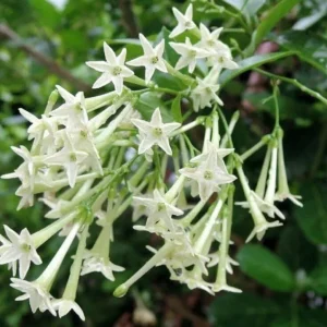 Night Blooming Jasmine Live Plant 22-26 inch - 1 Gallon Pot - Image 1