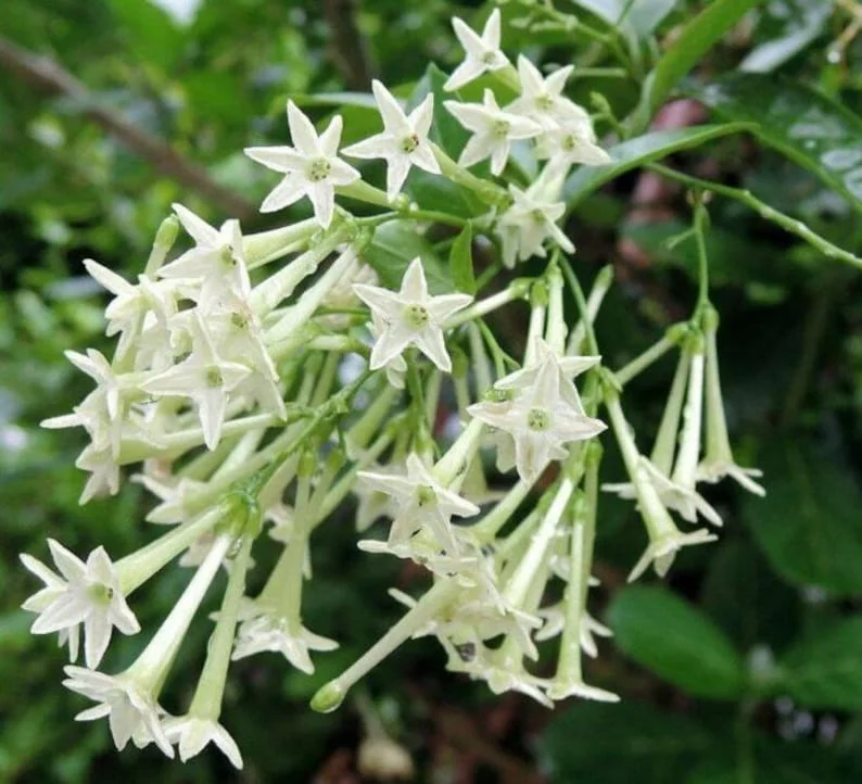 Night Blooming Jasmine Live Plant – 4 Inch Pot – Fragrant Indoor/Outdoor - Image 2