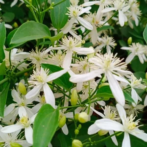 Night Blooming Jasmine Live Plant (Cestrum Nocturnum) - 2 Pack, 5-9 inches, Fragrant Outdoor Shrub - Image 2