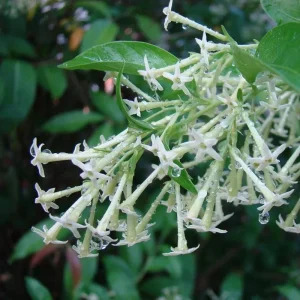Night Blooming Jasmine Live Plant (Cestrum Nocturnum) - 2 Pack, 5-9 inches, Fragrant Outdoor Shrub - Image 4