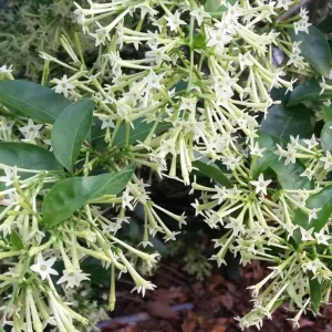 Night Blooming Jasmine Live Plant (Cestrum Nocturnum) - 2 Pack, 5-9 inches, Fragrant Outdoor Shrub - Image 5