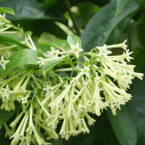 Night Blooming Jasmine Live Plant (Cestrum Nocturnum) - 2 Pack, 5-9 inches, Fragrant Outdoor Shrub - Image 6